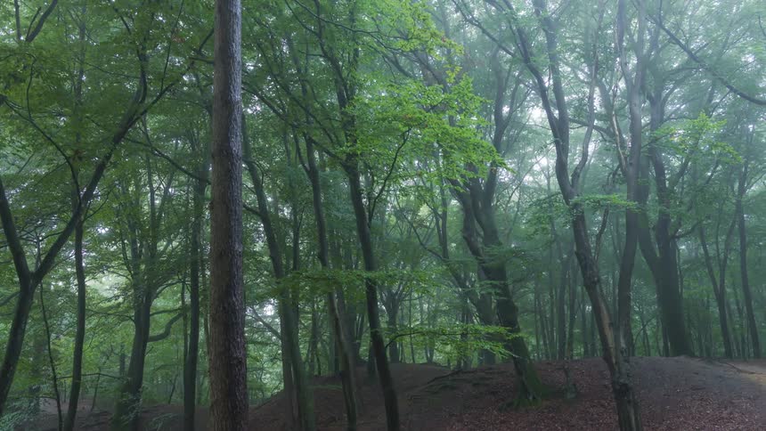 A peaceful landscape full of trees in a forest
