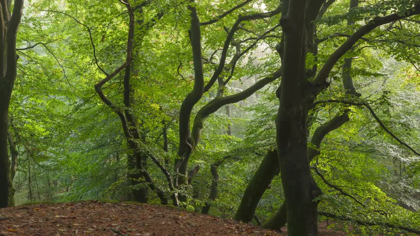 A forest during spring on a sunny day