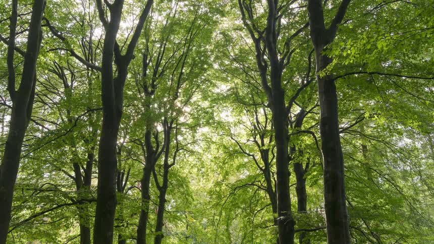 Inside view of a forest during the day