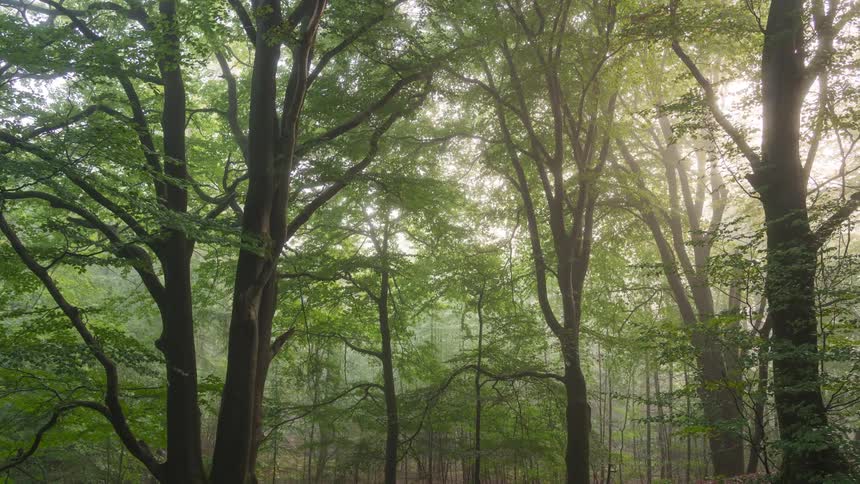 The forest is filled with fog