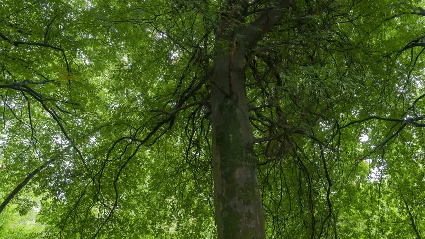 A tree with some bare branches sits in a forest
