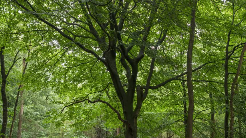 Branches on trees in forest sway in breeze