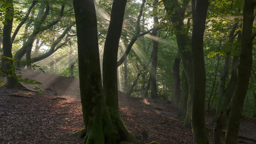 Sun glares through trees while people walk across fallen leaves with a dog