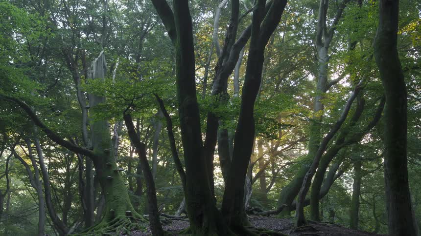 A serene forest scene with slender trees and lush green foliage