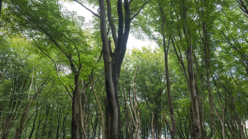View from inside a greenish forest on a sunny day