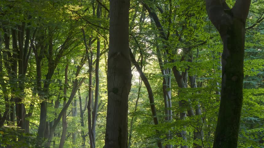 Sunlight shines into a dense forest