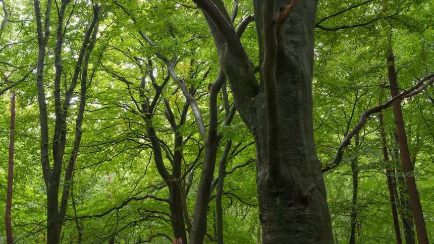 View of a forest with the sky tinted green by the leaves