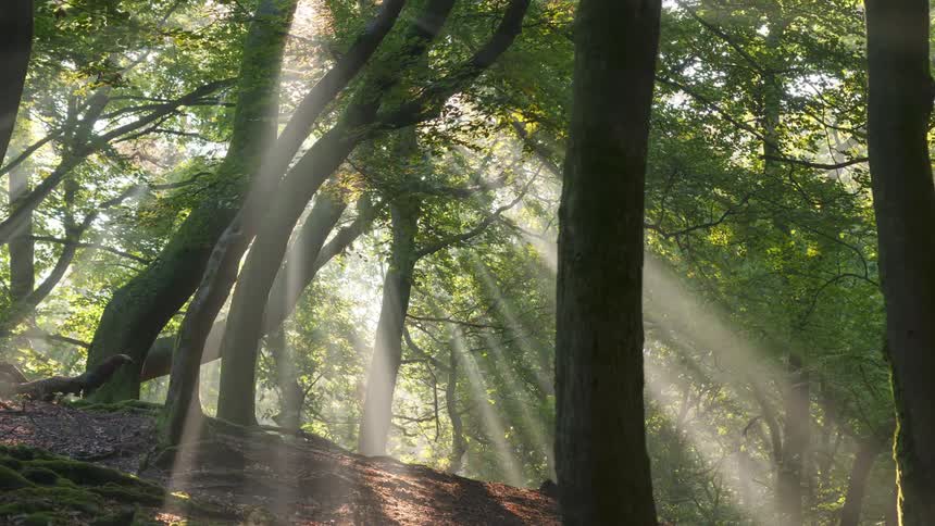 Sunlight passes through the trees in the forest