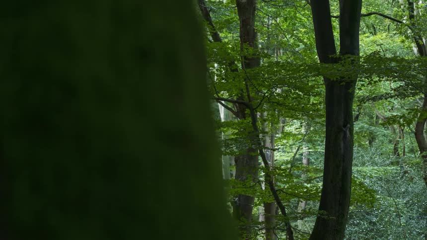 View of a forest with tall trees on a day