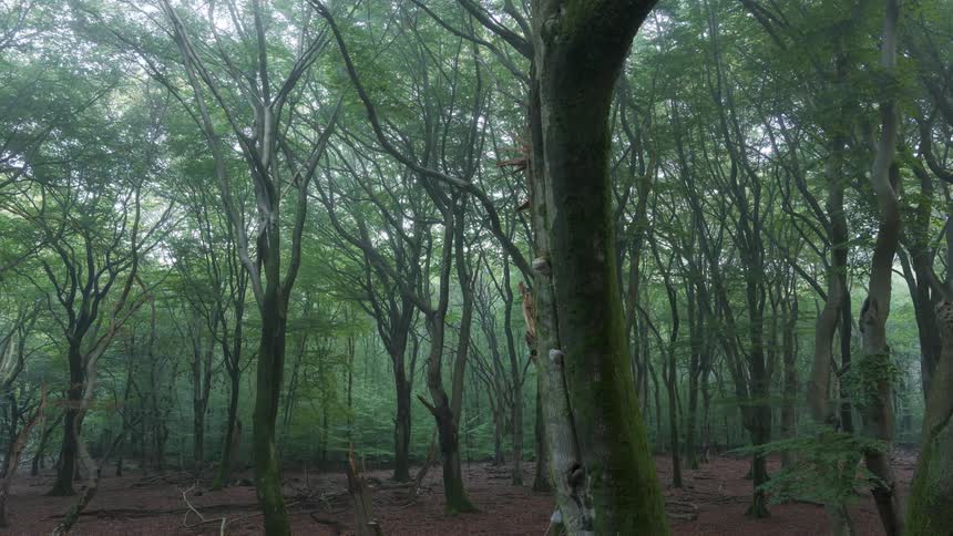 Trees in a forest swamp with mist