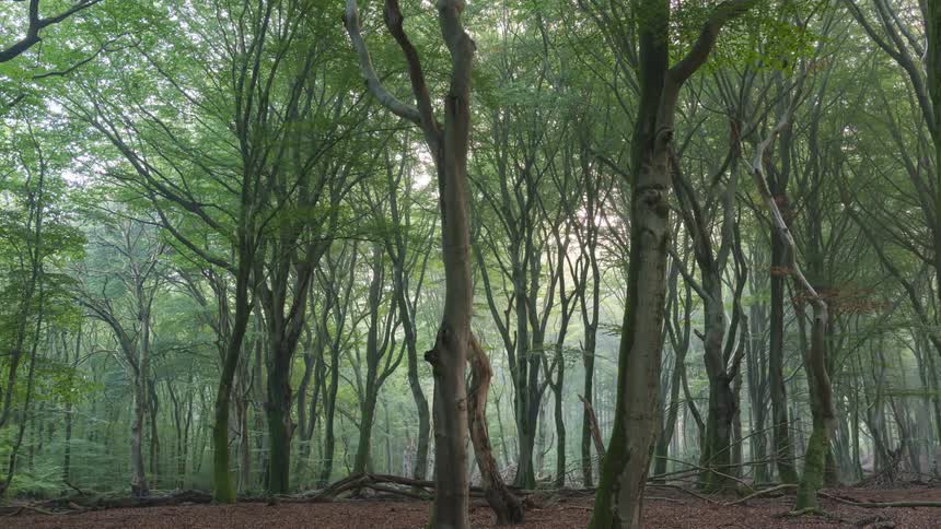 Forest with trees and moss during the day