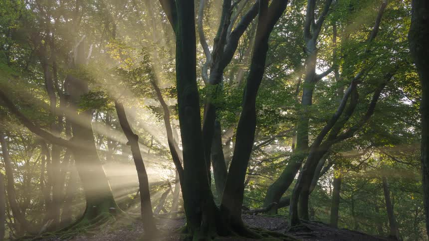 The sun shines through the fog in the forest