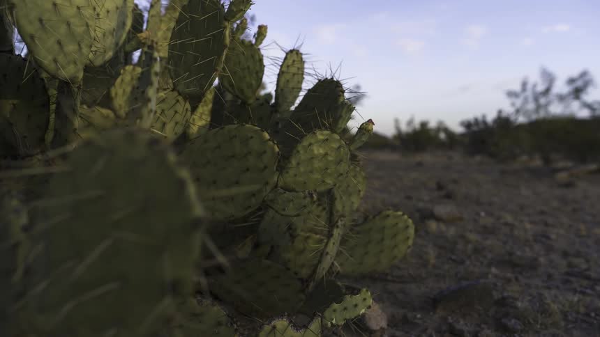 Clouds pass over cacti with long thorns in desert on a windy day