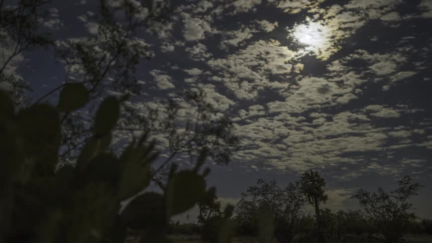 A clip of a plant the sky and the moon