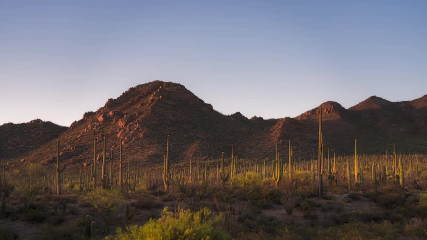 Desert scene with numerous cacti and mountains under a bright and clear sky