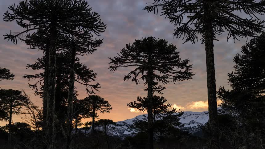 Tall trees stand near a mountain range under a overcast sky
