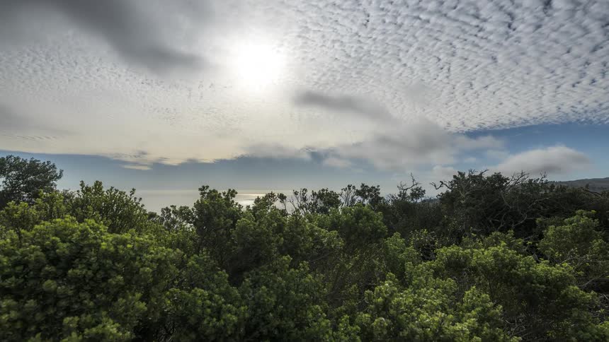 A orest filled with trees on a sunny day with clouds covering the sky