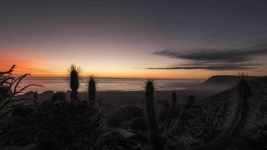 Cacti in a desert near a beach