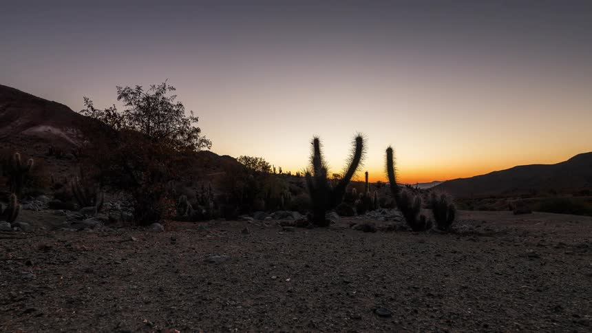 Cactus plants growing in the desert along with some other plants