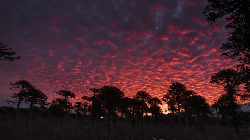 Panoramic timelapse view of trees with the sun setting on the horizon leaving a purple sky