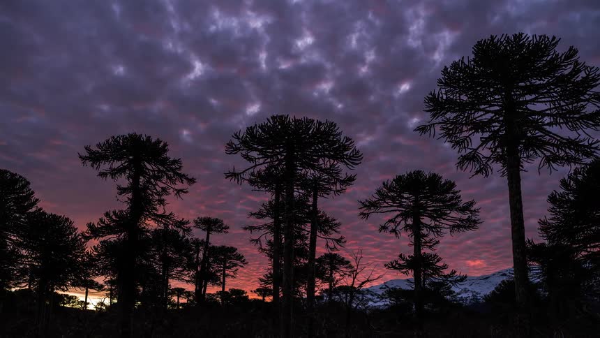 Panorama of trees with snowcapped mountains in the background and colorful clouds at sunset