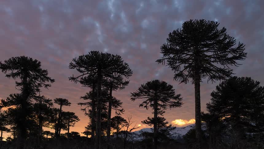 Trees under a moving sky at sunset