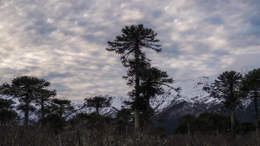 Panorama of trees with snowcapped mountains in the background on a day with clouds passing in time lapse
