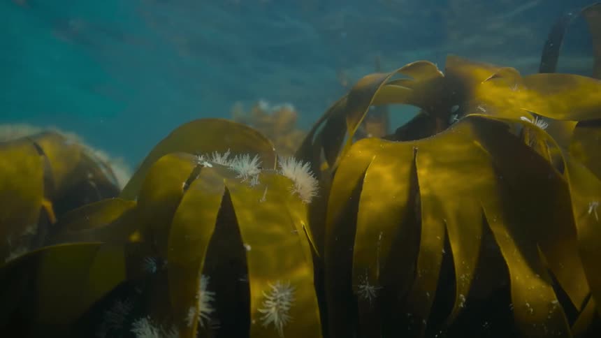 Closeup on aquatic plants below the sea and the suns reflection in slow motion