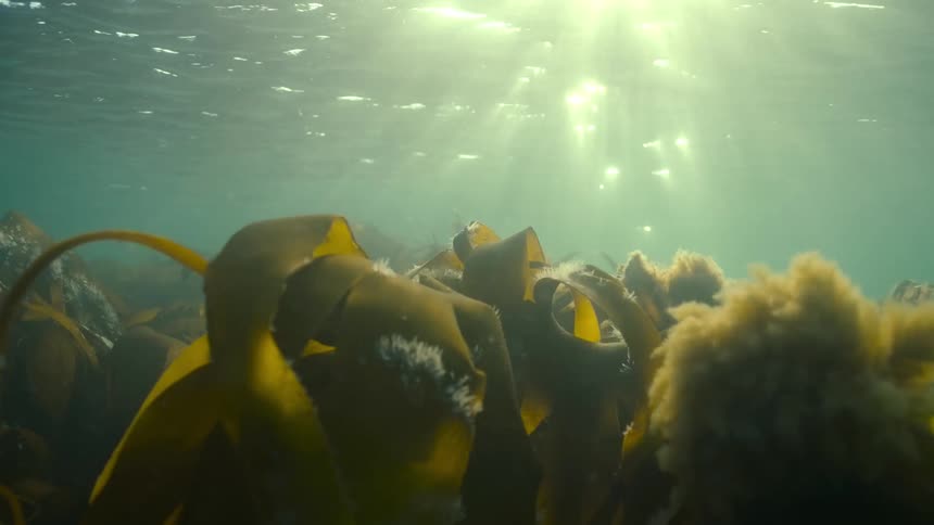The sun shines through the water onto the kelp