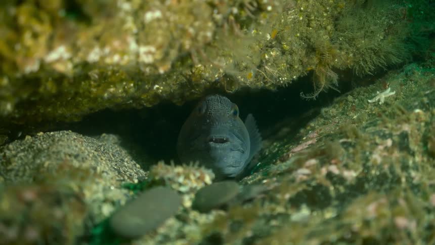 Wolf Fish looks at camera underwater in UK sea