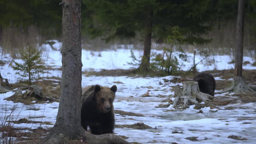 A bear explores the area near some cutdown trees in the forest