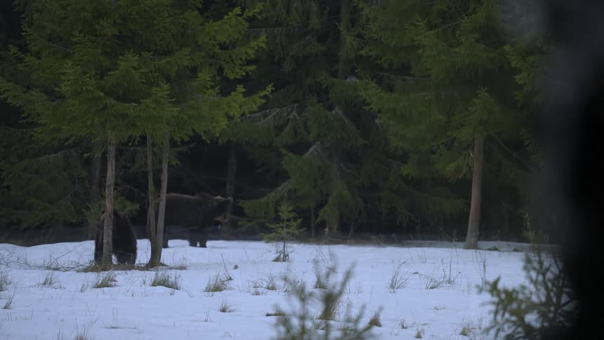 Two bears in half a forest with ground covered by snow