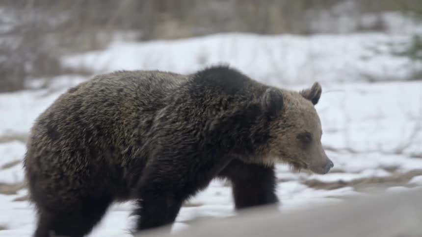 A brown bear is walking in an environment that is all snowy