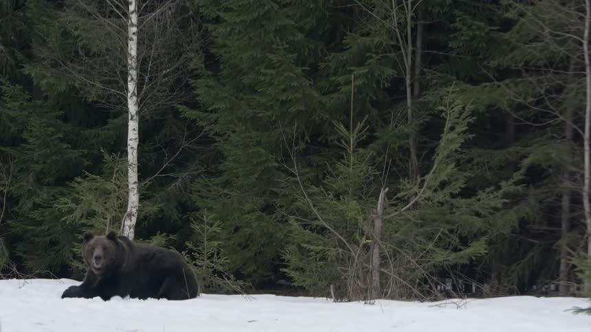 Brown bear lying down on the snow outdoors next to a dense forest during day time