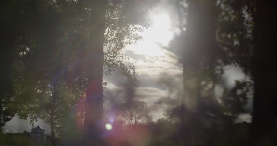 The sun shines between swaying tree branches