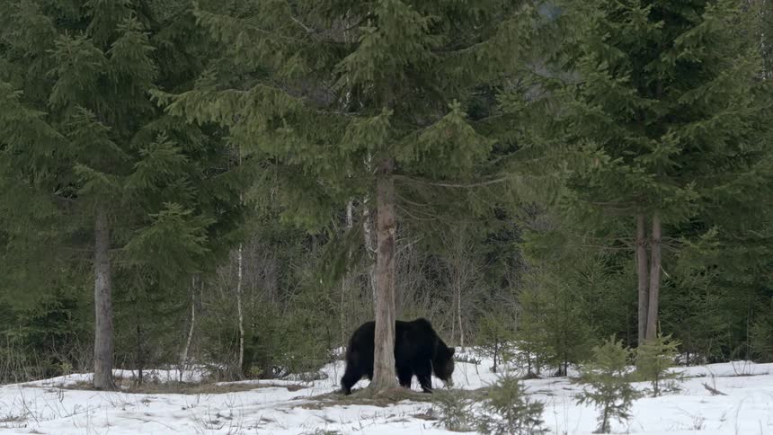 A grizzly bear walks up to a tree and starts to smell it and there is a lot of snow on the ground in the area