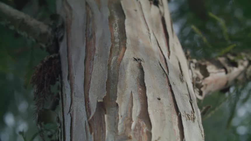 A tree trunk with several loose wood splinters