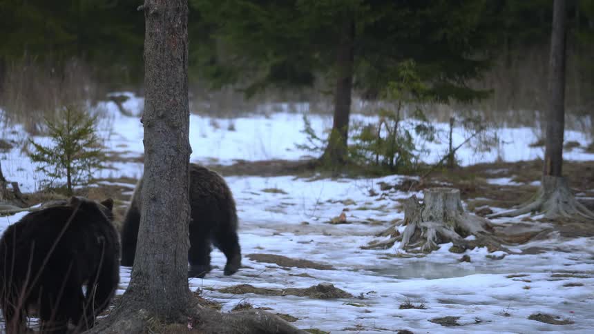 Bears walking through a jungle with snowcovered ground