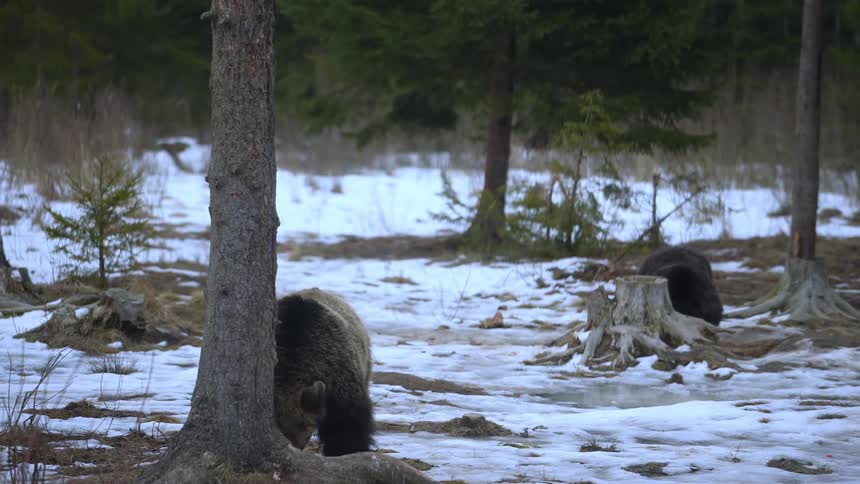Two and a half bears in the jungle with the ground covered in snow looking for food