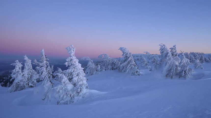 A region with many frozen trees and a layer of snow on the ground