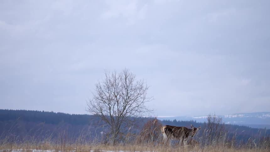 Deer walks through snow covered field with foggy forest in the background on an overcast day