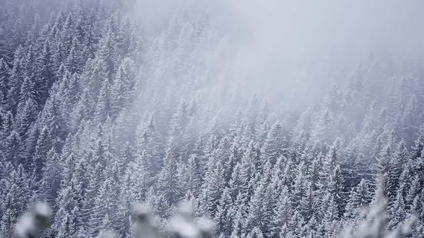 A fog descends on a snow covered forest
