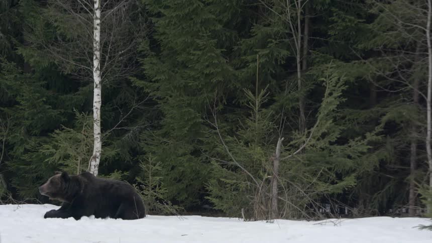 Black bear lying in the middle of a snowcovered forest