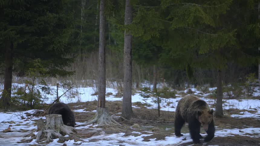 Two gray bears in a forest with snow on the ground