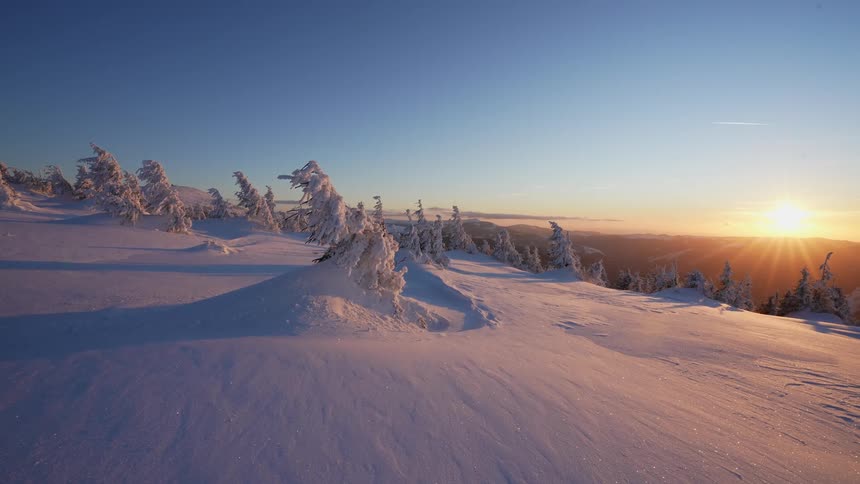 Sun glares from horizon across winter landscape of conifers