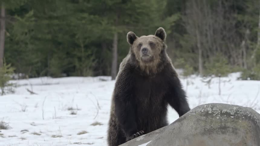 Bear climbing on a rock and emerging into a jungle with snowcovered soil