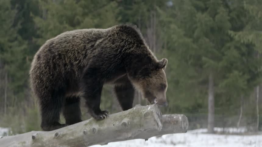 A bear licking the end of a fallen tree in the forest