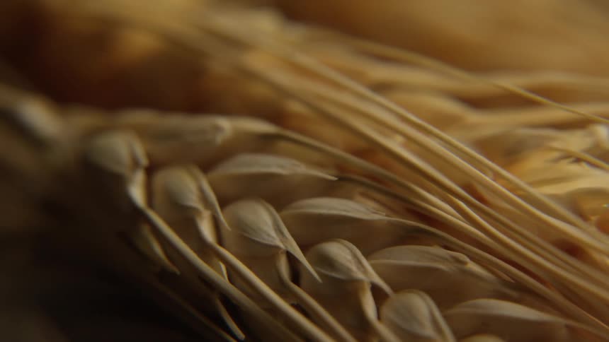 A wheat flower with several seeds on a surface