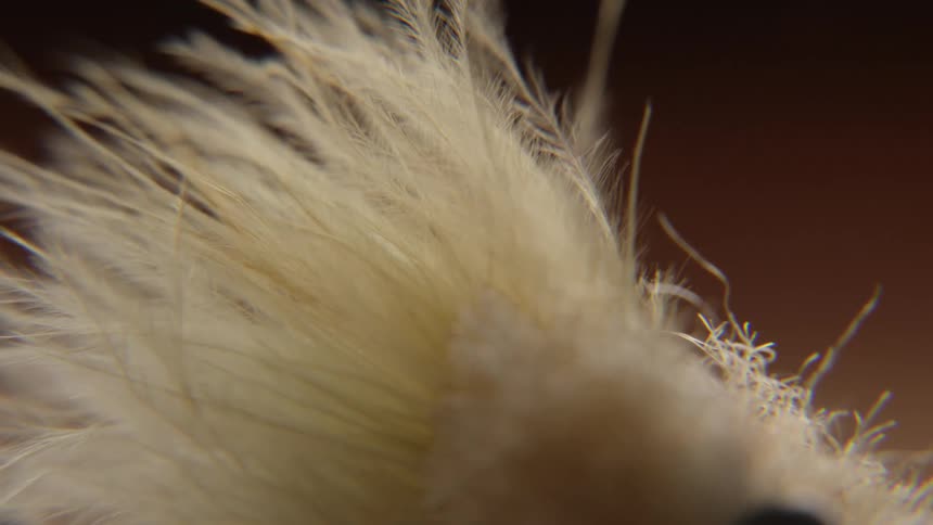 Extreme close up on a persons finger stroking a feather