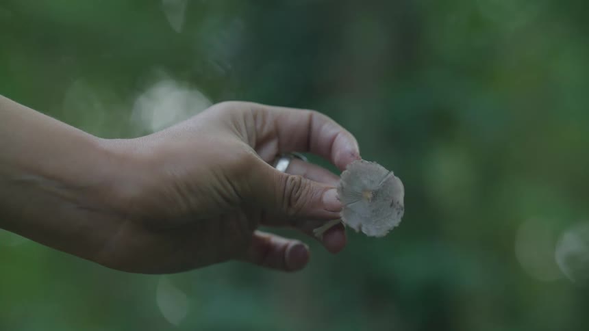 Fingers holding a small mushroom in front of green vegetation